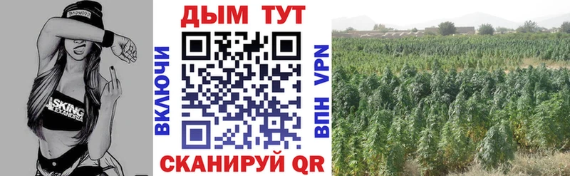 хочу наркоту  Елабуга  Марихуана сатива 